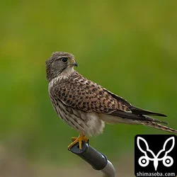 チョウゲンボウの幼鳥。石垣島で越冬する個体は、幼鳥の割合が多いです。