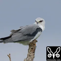 カタグロトビ