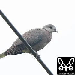こちらのベニバトは、一見するとメスに見えると思いますが、オスの幼鳥です。