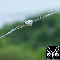 カタグロトビ