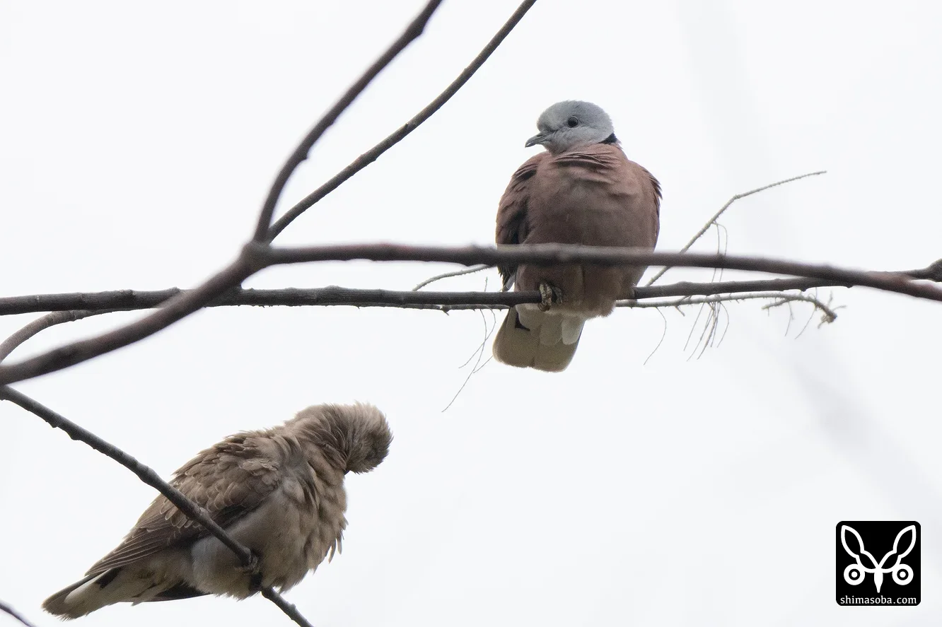 ベニバト