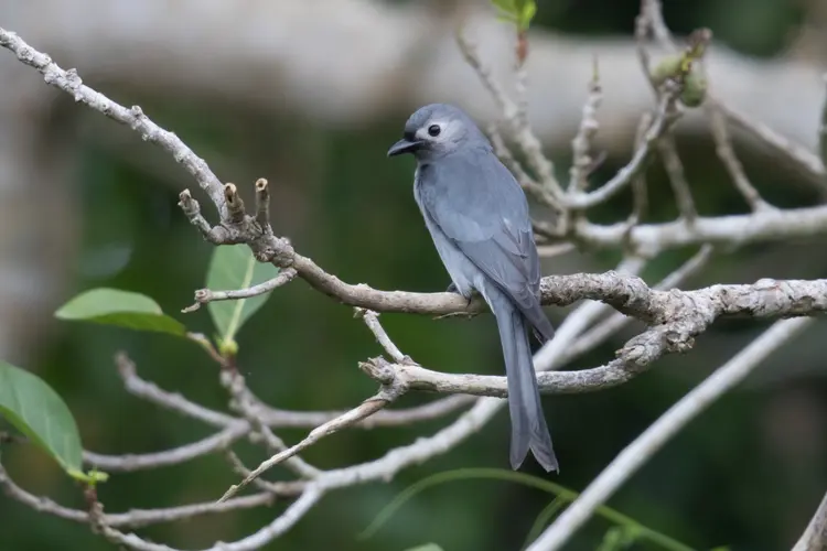 Ashy drongo