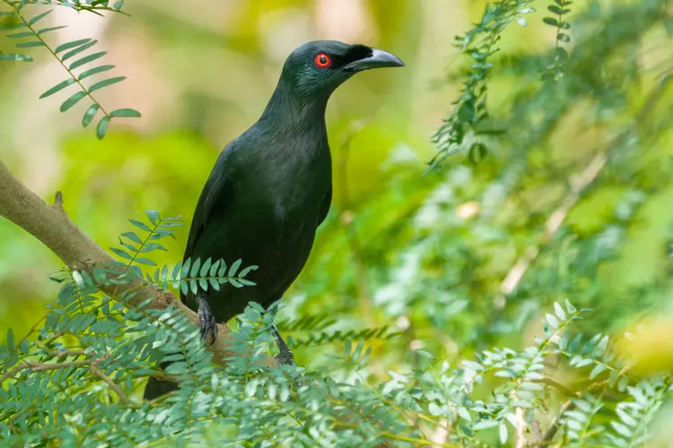 Asian Glossy Starling