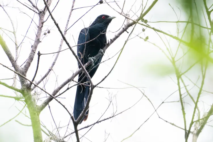 Asian koel