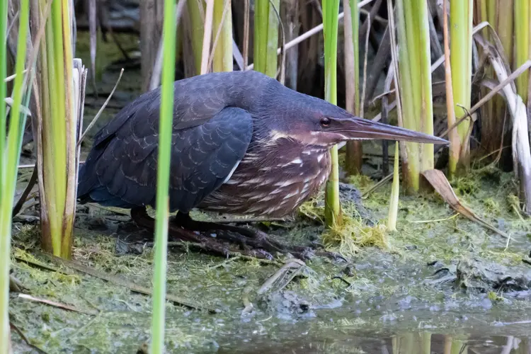 Black Bittern