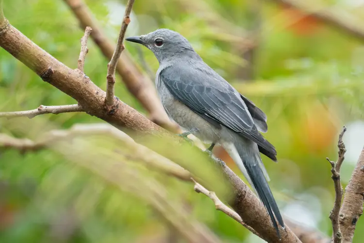 Black-winged Cuckooshrike