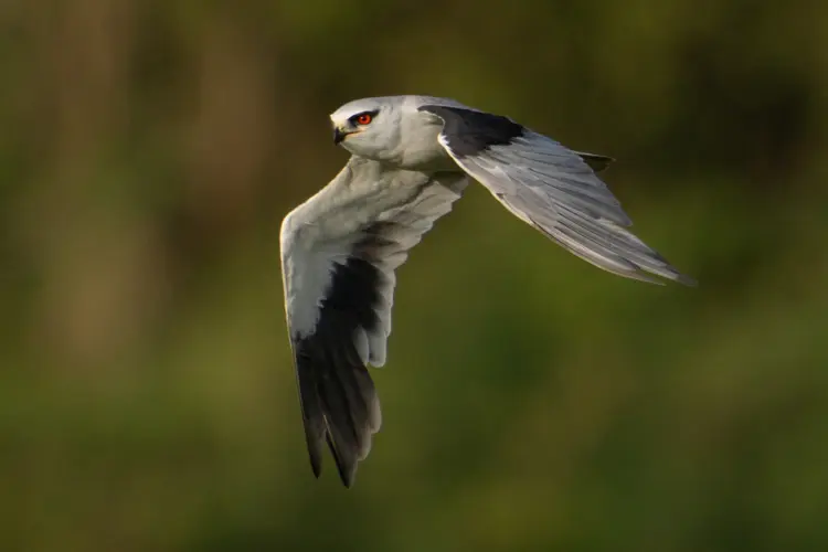 Black-winged kite