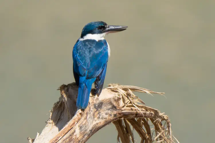 Collared Kingfisher