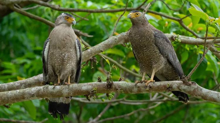 Crested serpent eagle