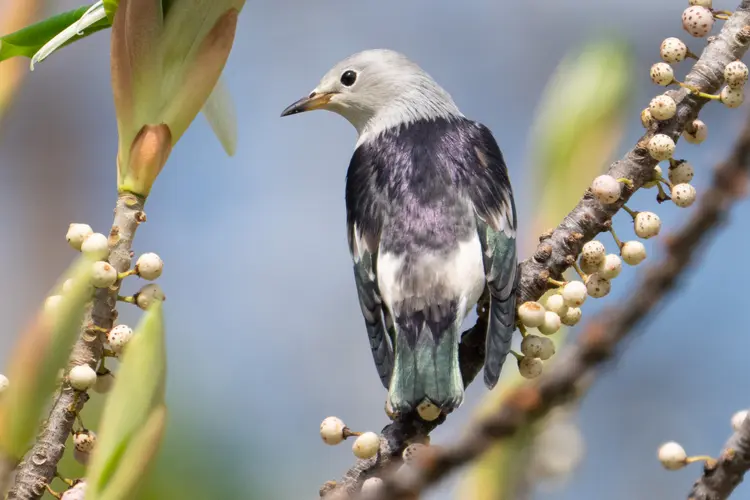 Daurian starling