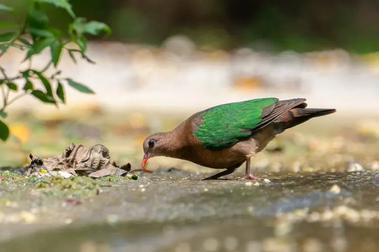 Emerald dove