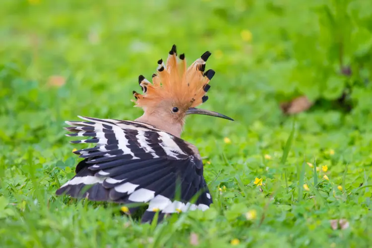 Eurasian Hoopoe