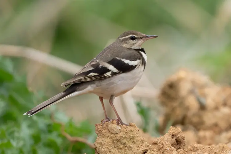 Forest Wagtail