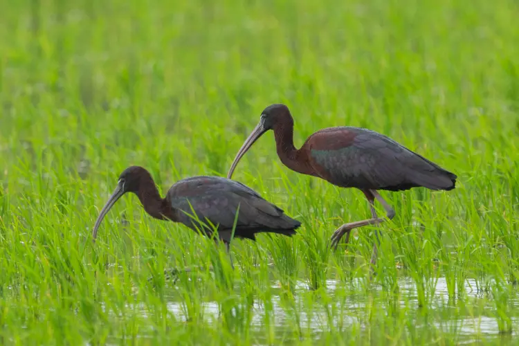 Glossy Ibis
