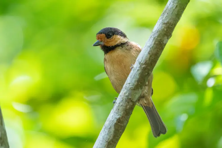 Iriomote Tit