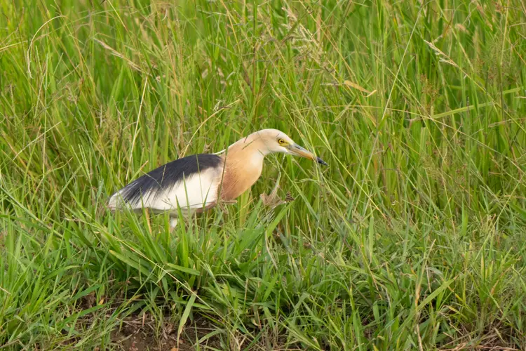 Javan pond heron