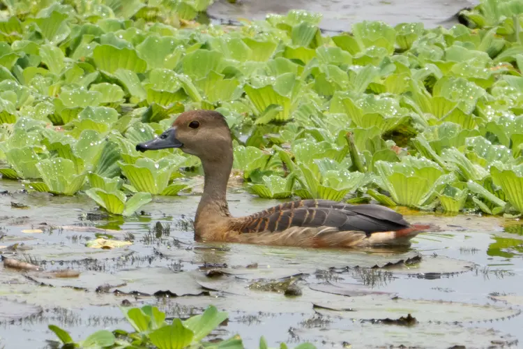 Lesser Whistling Duck