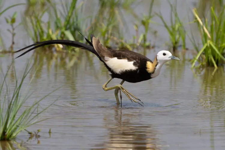 Pheasant-tailed jacana