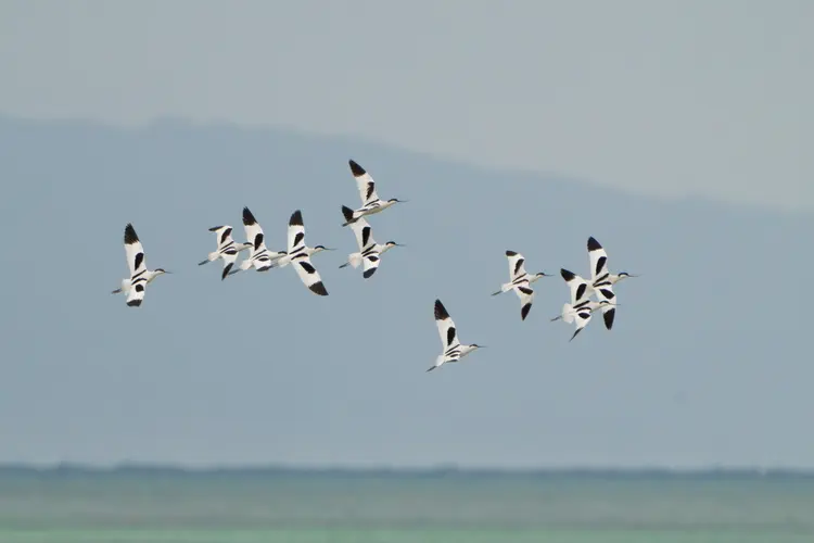 Pied Avocet