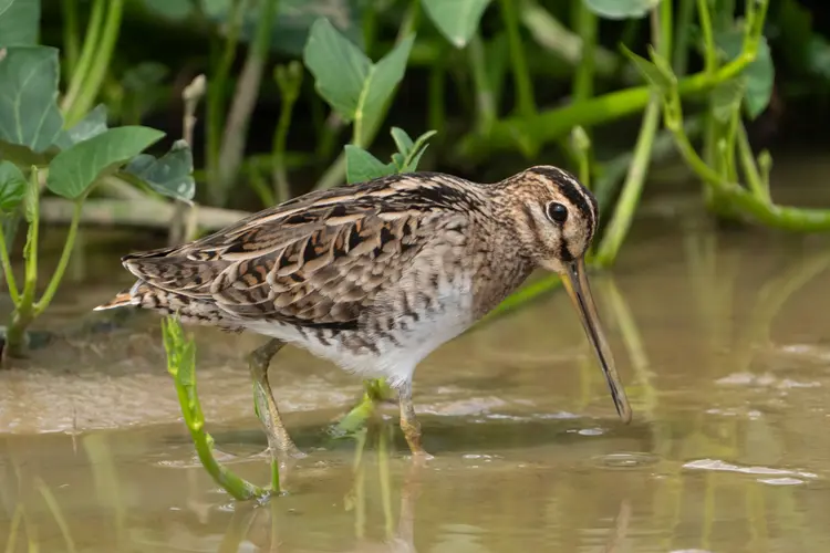 Pintail Snipe