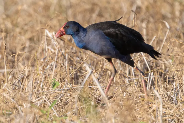 Purple Swamphen