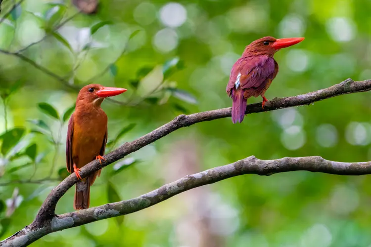 Ruddy Kingfisher