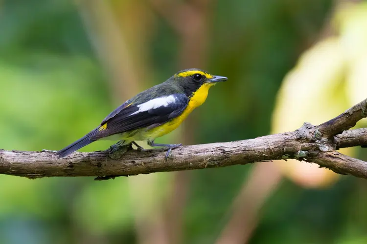Ryukyu flycatcher