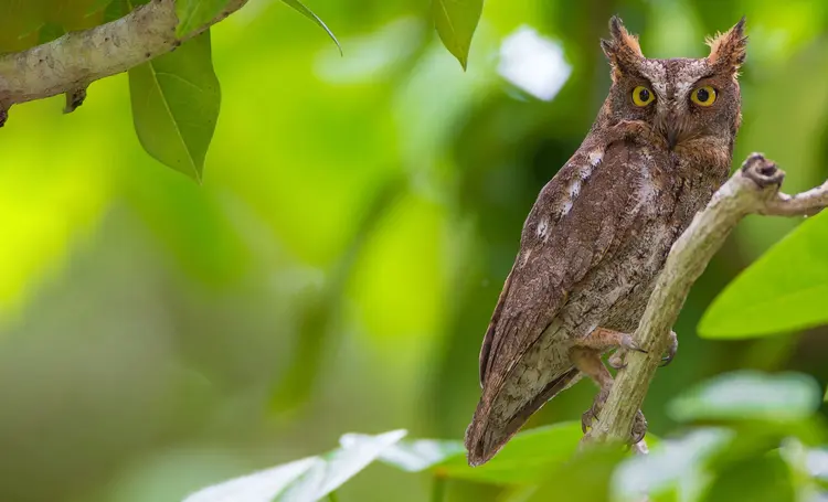 Ryukyu scops owl