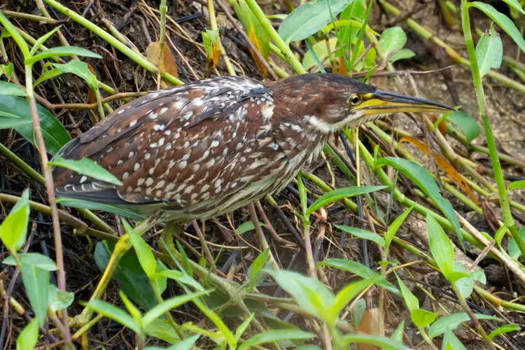 Schrenck's little bittern