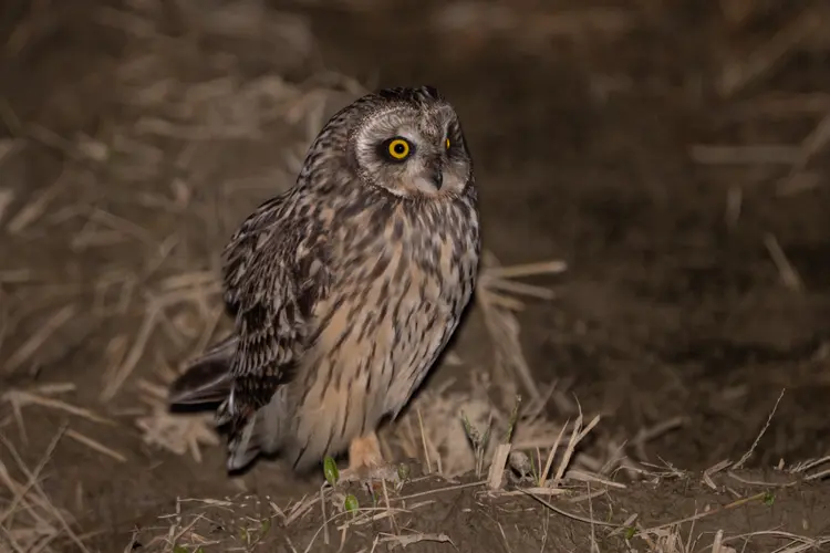 Short-eared Owl